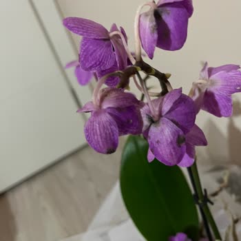 Pek Tarım Çı̇çekçı̇lı̇k Ne Para İadesi Var Ne Telafi Edecek Bir Ürün