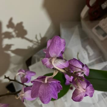 Pek Tarım Çı̇çekçı̇lı̇k Ne Para İadesi Var Ne Telafi Edecek Bir Ürün