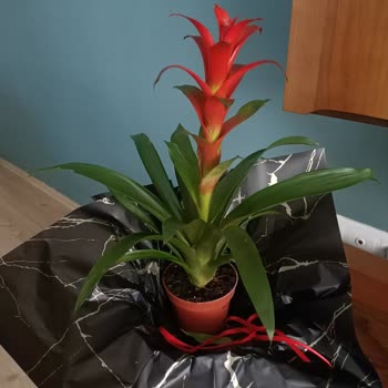 Yanlış Ürün Ve Ulaşılamayan Destek