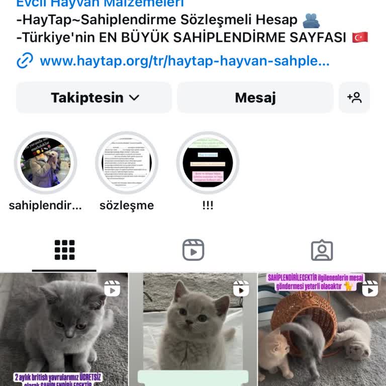 Haytap Instagram'da Kedi Sahiplendirme Yanıltıcılığı!