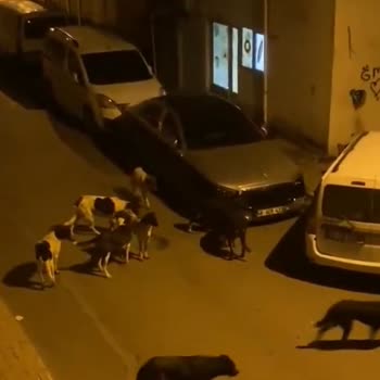Sancaktepe Belediyesi Sokak Köpekleri Tehlikesi: Acil Çözüm Bekleniyor!