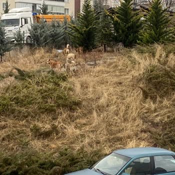 Mamak'ta Sokak Köpekleri Tehlikesi
