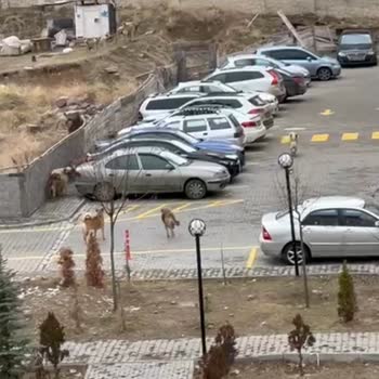 Mamak'ta Sokak Köpekleri Tehlikesi