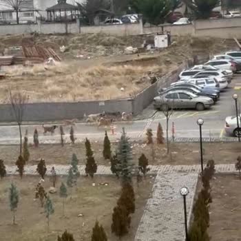 Mamak'ta Sokak Köpekleri Tehlikesi