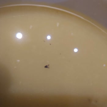 Restoranda Hijyen Sorunu Ve İlgisiz Yönetim