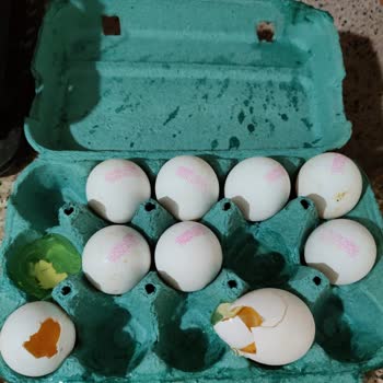 Migros'tan Sürekli Çürük Ve Kırık Ürün Sorunu