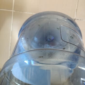 Saka Su'da Şaşırtan Yeşillikler