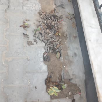 Kedi Dışkısı Kokusu Yüzünden Cam Açamama Sorunu