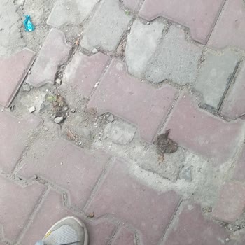 Kedi Dışkısı Kokusu Yüzünden Cam Açamama Sorunu