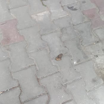 Kedi Dışkısı Kokusu Yüzünden Cam Açamama Sorunu
