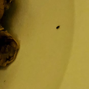 Kuruyemişlerde Böcek Sorunu: Güven Sarsıldı