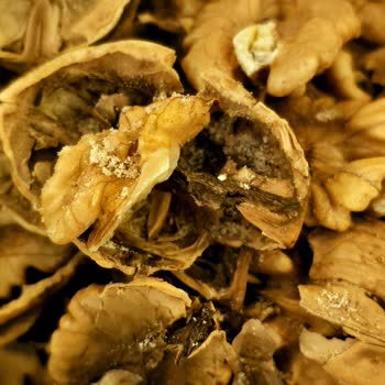 Kuruyemişlerde Böcek Sorunu: Güven Sarsıldı