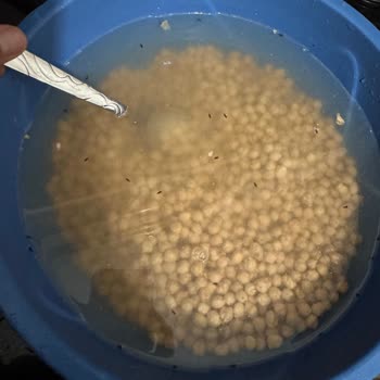 BİM'den Aldığım Nohudun İçinden Böcek Çıktı