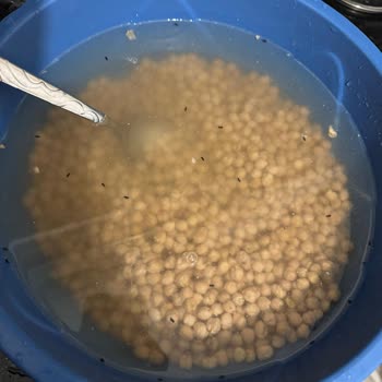 BİM'den Aldığım Nohudun İçinden Böcek Çıktı