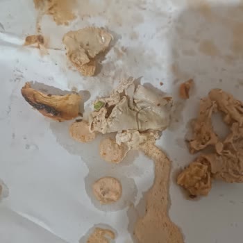 Yanlış Ürün Ve Kalitesiz İçerik Şikayeti