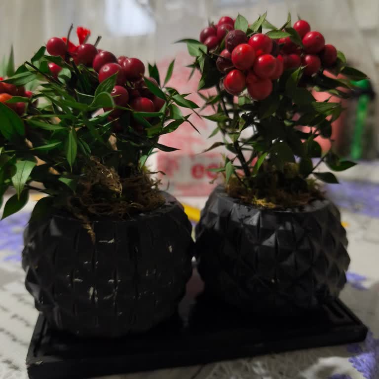 Kokina Çiçeği Alışverişinde Hayal Kırıklığı