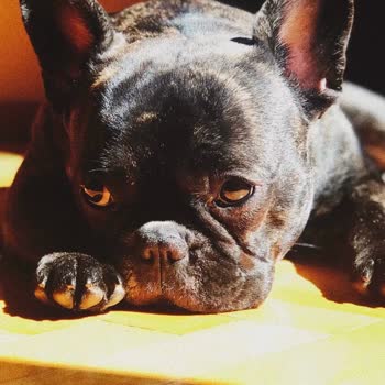 Yanlış Köpek Fotoğrafı İle Gelen Telefon Kılıfı