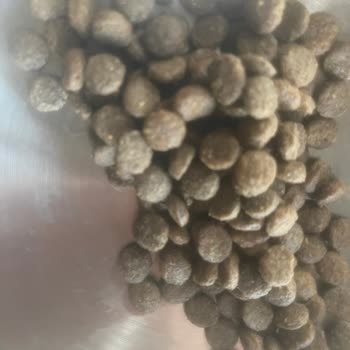 Nemli Kedi Maması Ve İletişim Sorunları