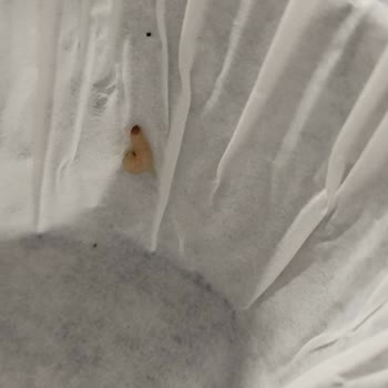 Dr. Oetker Kek Karışımında Kurt Şoku