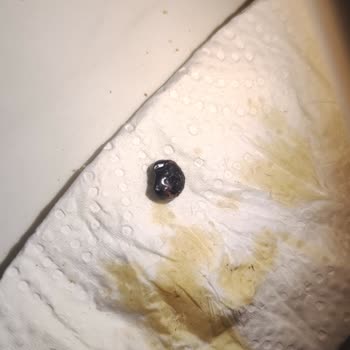 Tat Gıda Konservenin İçinden Çıkan Böcek Şoku