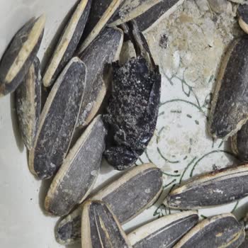 BİM'den Aldığımız Çekirdekte Böcek Şoku