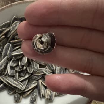 Çerezya Çekirdekte Hijyen Sorunu