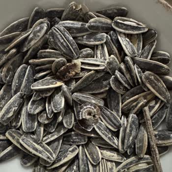 Çerezya Çekirdekte Hijyen Sorunu