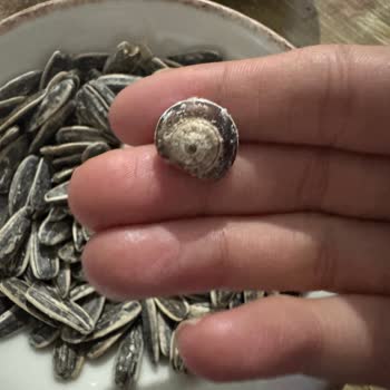 Çerezya Çekirdekte Hijyen Sorunu