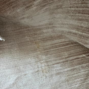 Leke Çıkmayan Halı Temizliği Hayal Kırıklığı