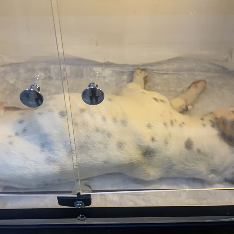 Akhisar Pati Veteriner Kliniği İhmalkarlığı