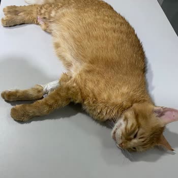 Veteriner Kliniğinde İhmal Ve Yetersiz Tedavi