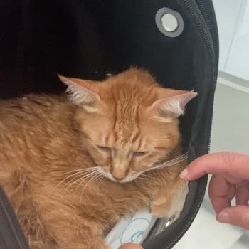 Veteriner Kliniğinde İhmal Ve Yetersiz Tedavi