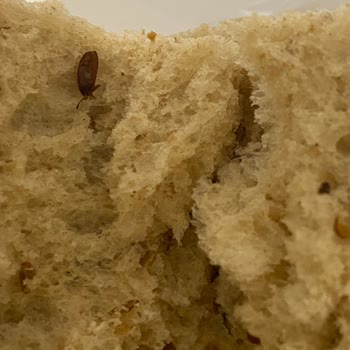 Hilal Unlu Mamülleri Özensizliği!