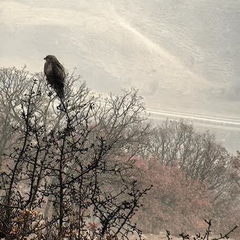 Huawei Telefonun Isınma Ve Kamera Sorunları