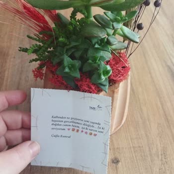 Beklentileri Karşılamayan Sukulent Aranjmanı