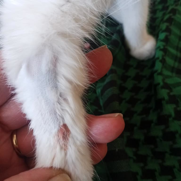 Veteriner Hizmetlerinde Tekrarlayan Sorunlar Ve Yüksek Ücretler