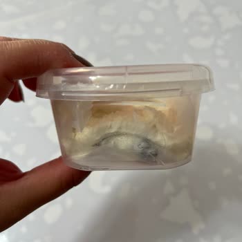 Migros'tan Aldığım Kaymakta Küf Şoku: 3 Günde Çöp Oldu