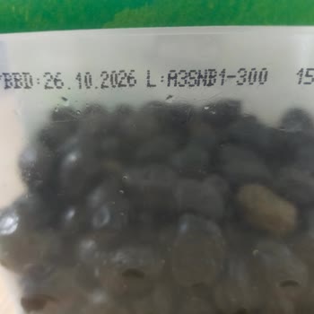 Tukaş Zeytinlerinin Kalitesindeki Düşüş Hayal Kırıklığı Yarattı