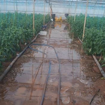 TARSİM Hasar Tespit Sürecindeki Belirsizlik Ve Mağduriyet