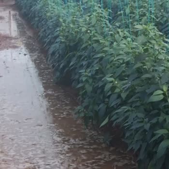 TARSİM Hasar Tespit Sürecindeki Belirsizlik Ve Mağduriyet