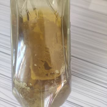 Orkide Zeytinyağında Küf Şoku Ve Zehirlenme Endişesi