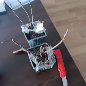 Bahçevilya Site Pişmanlığı