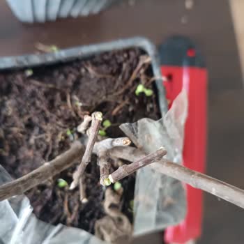 Bahçevilya Site Pişmanlığı