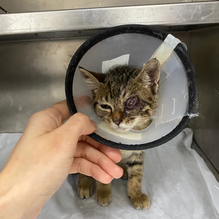 Sokak Hayvanına Yetersiz Müdahale