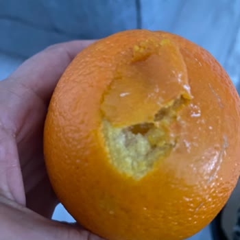 Migros Sanal Market'ten Gelen Bozuk Ürünler Can Sıkıyor
