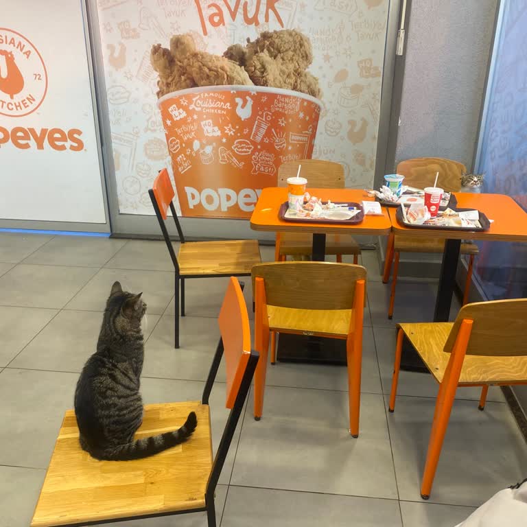 Popeyes Şubesinde Kedilerle Yemek Keyfimiz Kaçtı!