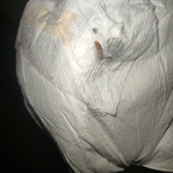 Sleepy Bebek Bezlerinden Çıkan Böcekler Güvenimizi Sarsıyor