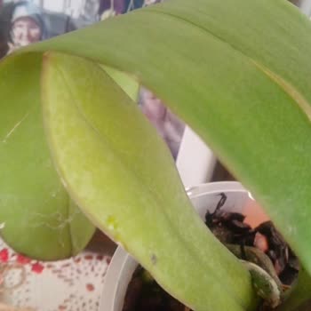 Mühendis Hanım Çiçekçilik'ten Şikayetçiyim