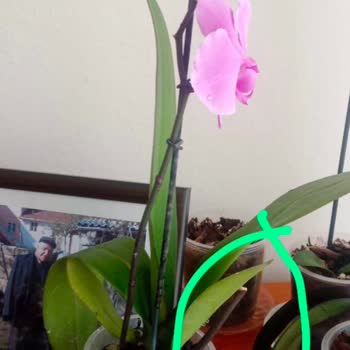 Mühendis Hanım Çiçekçilik'ten Şikayetçiyim