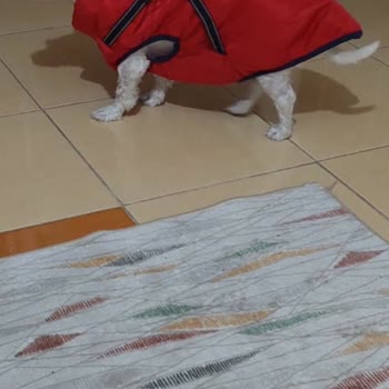 Yanlış Beden Ve İletişim Sorunu